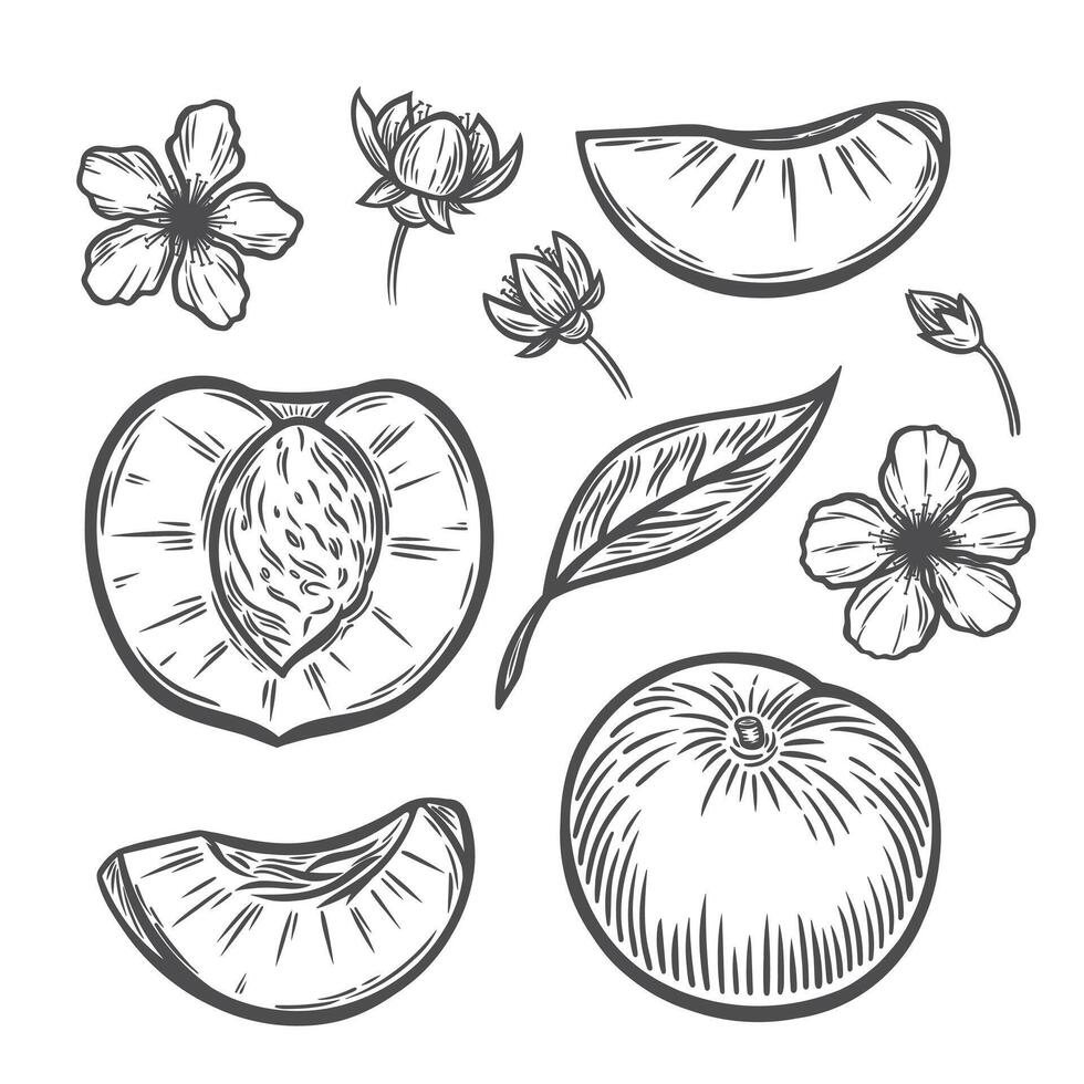 A peach in the style of line drawing vector