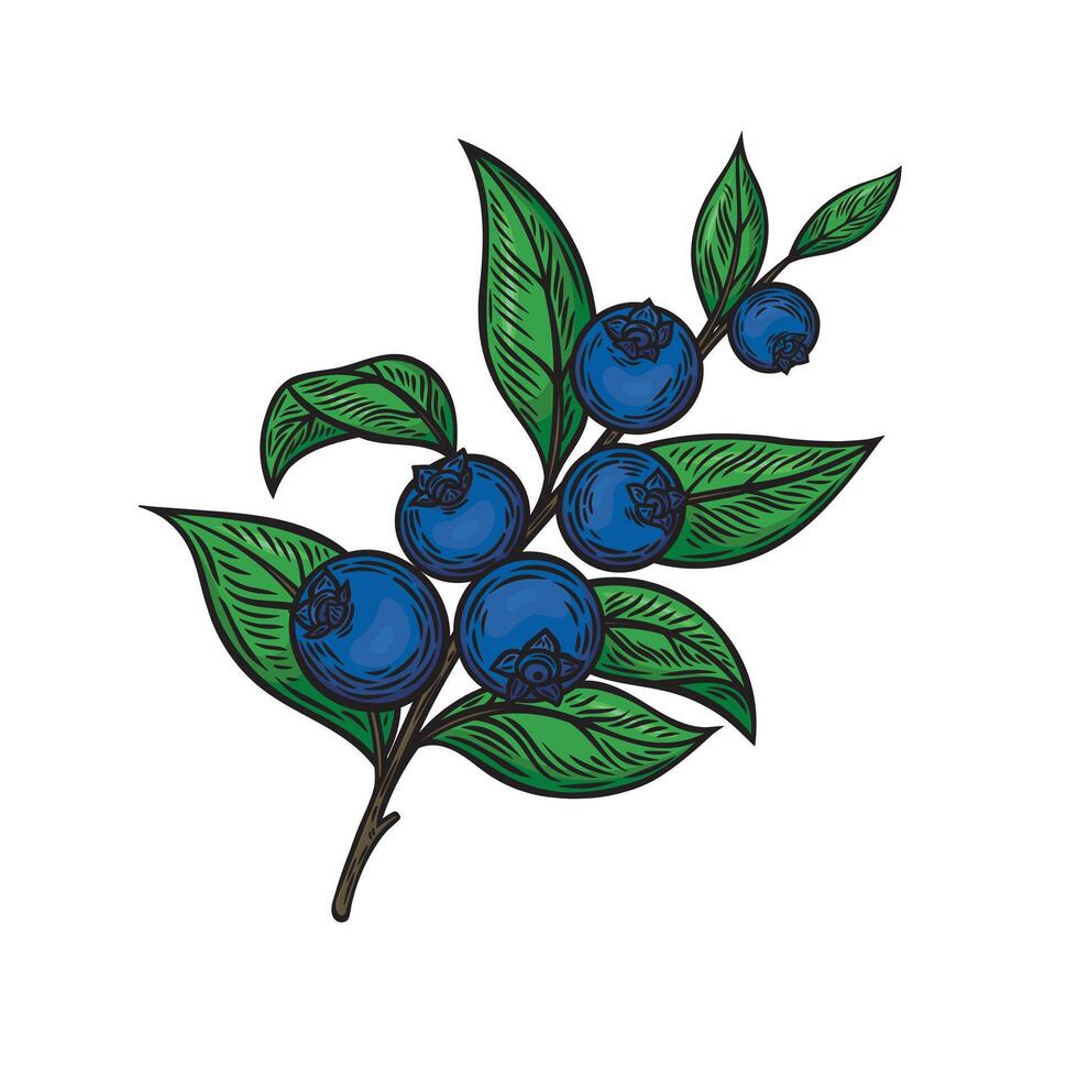Blueberry on a branch in line drawing style vector