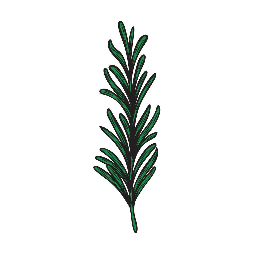 Illustration in the style of an engraving with Rosemary vector