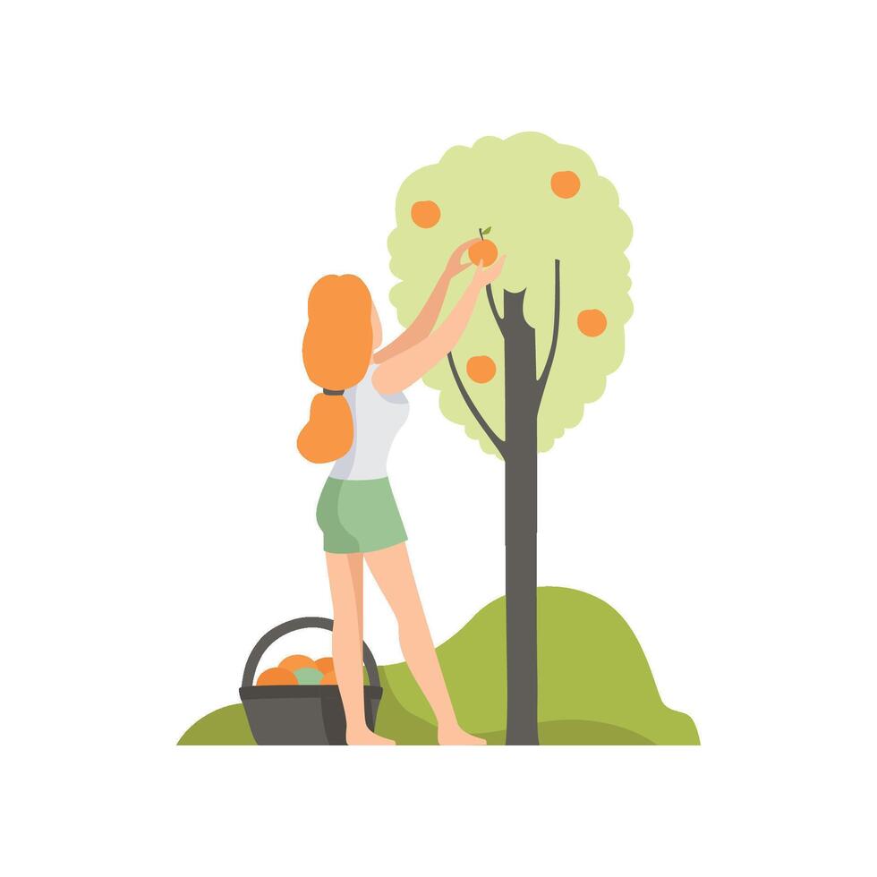 Girl picking apples in the garden, farmer harvesting Illustration vector