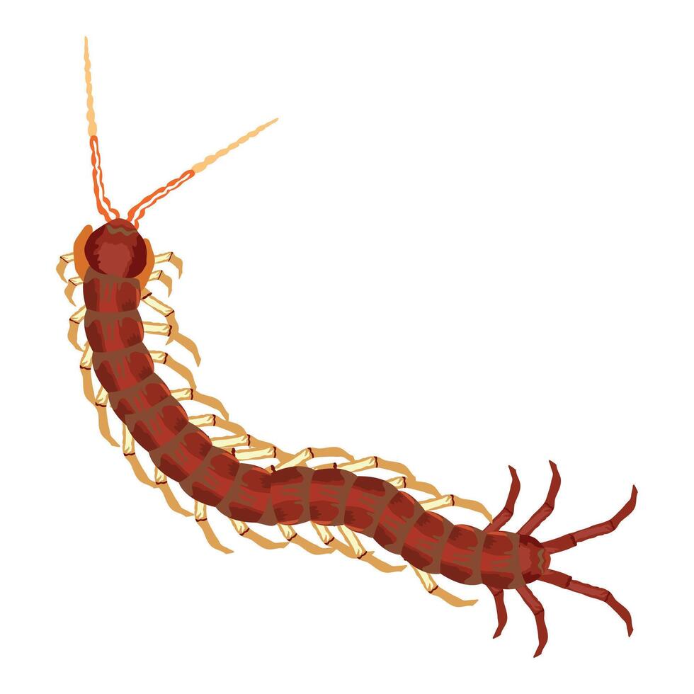 cienpies which is translated as Centipedes top view of a living centipede vector