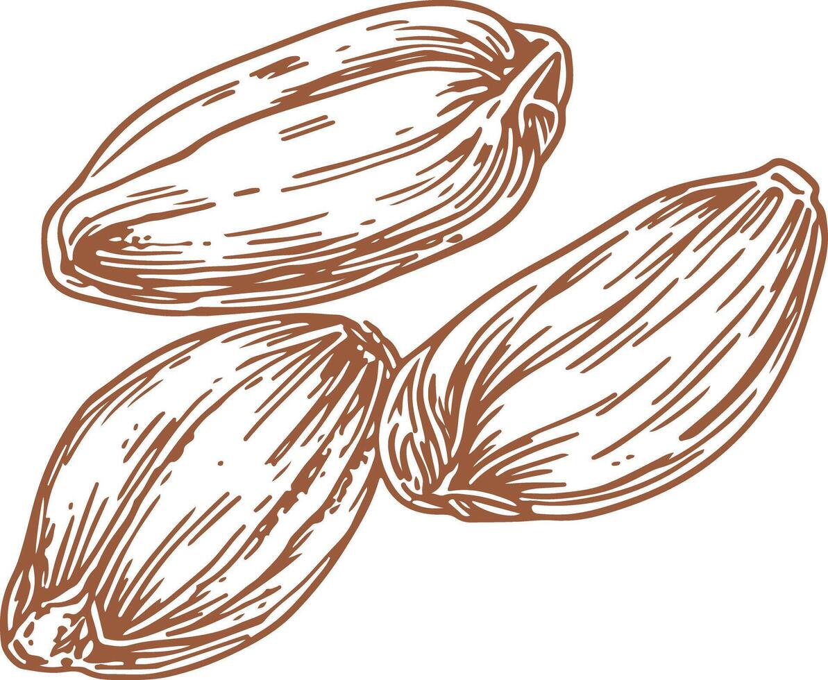 Vintage outline Dates fruit vector