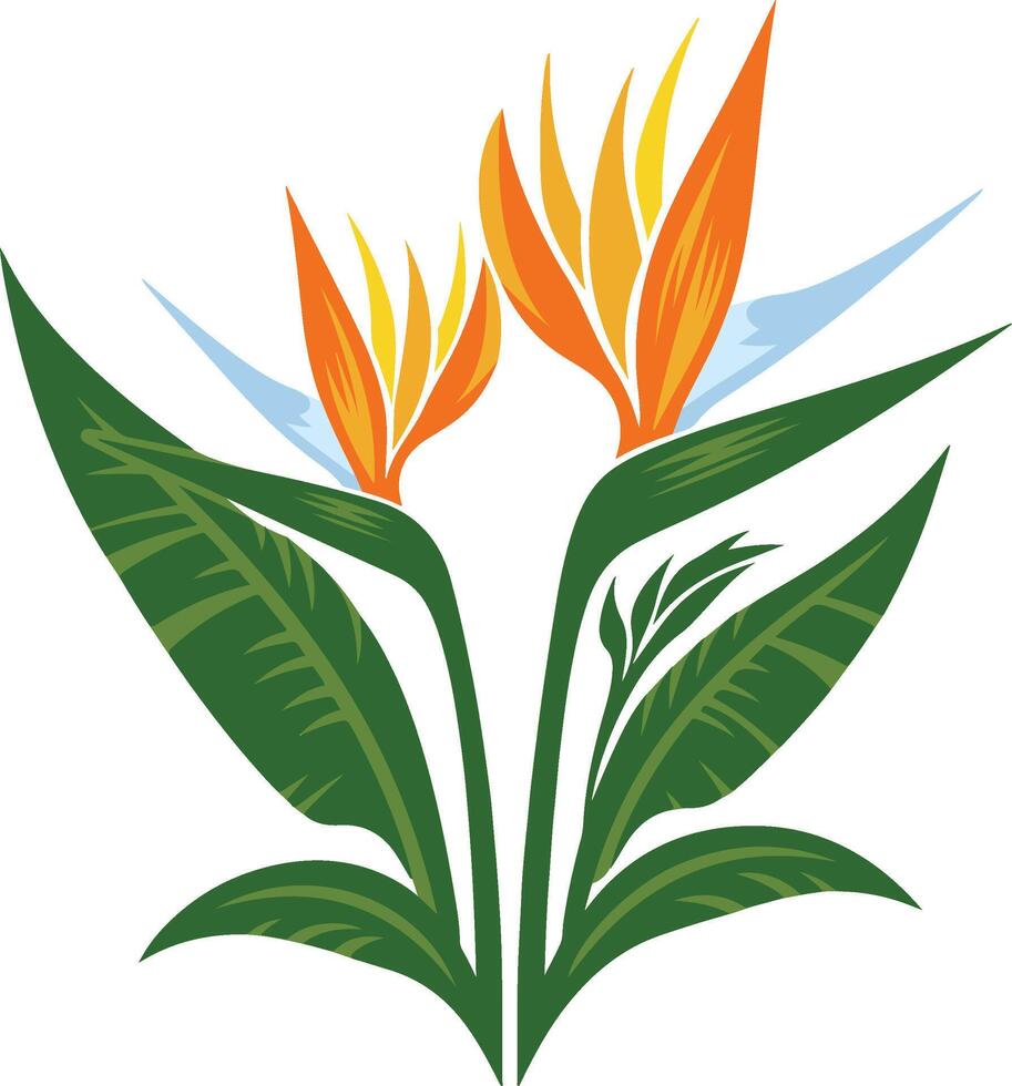 Bird of paradise flower vector