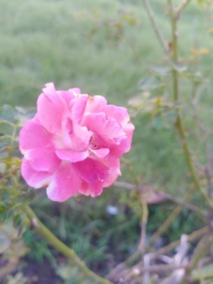 Pink Rose Flower photo