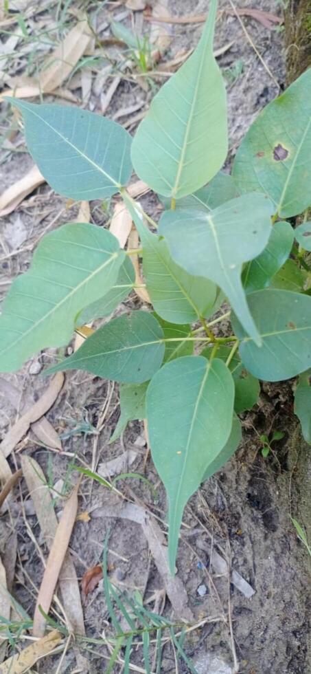 Populus Tree and Plant photo