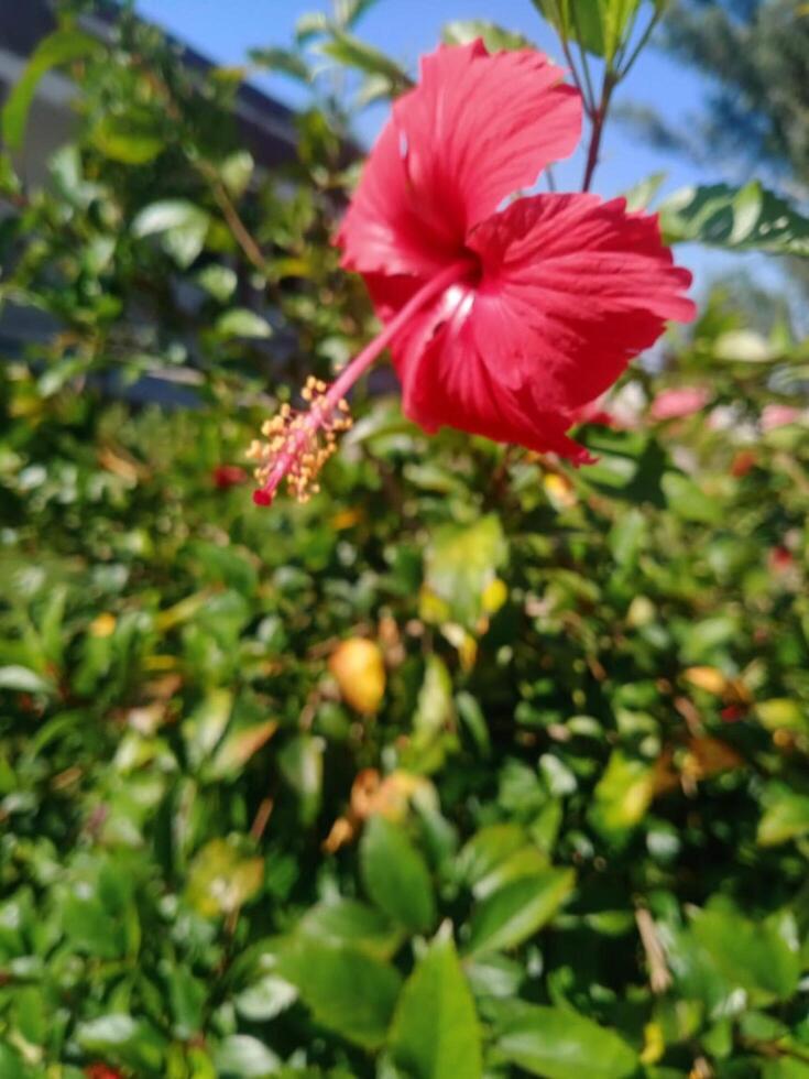 Coral Hibiscus Flower photo