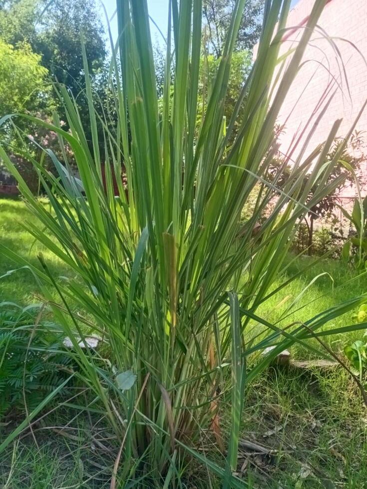 Fresh Lemon Grass photo
