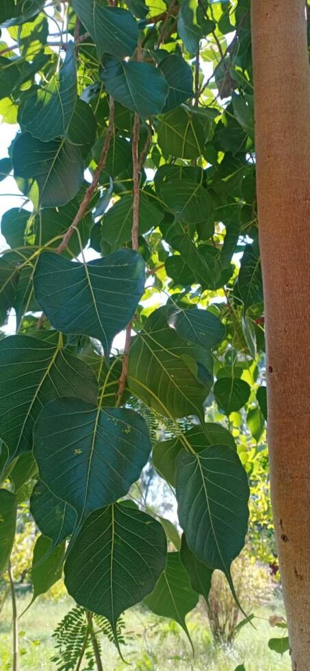 Populus Tree and Plant photo
