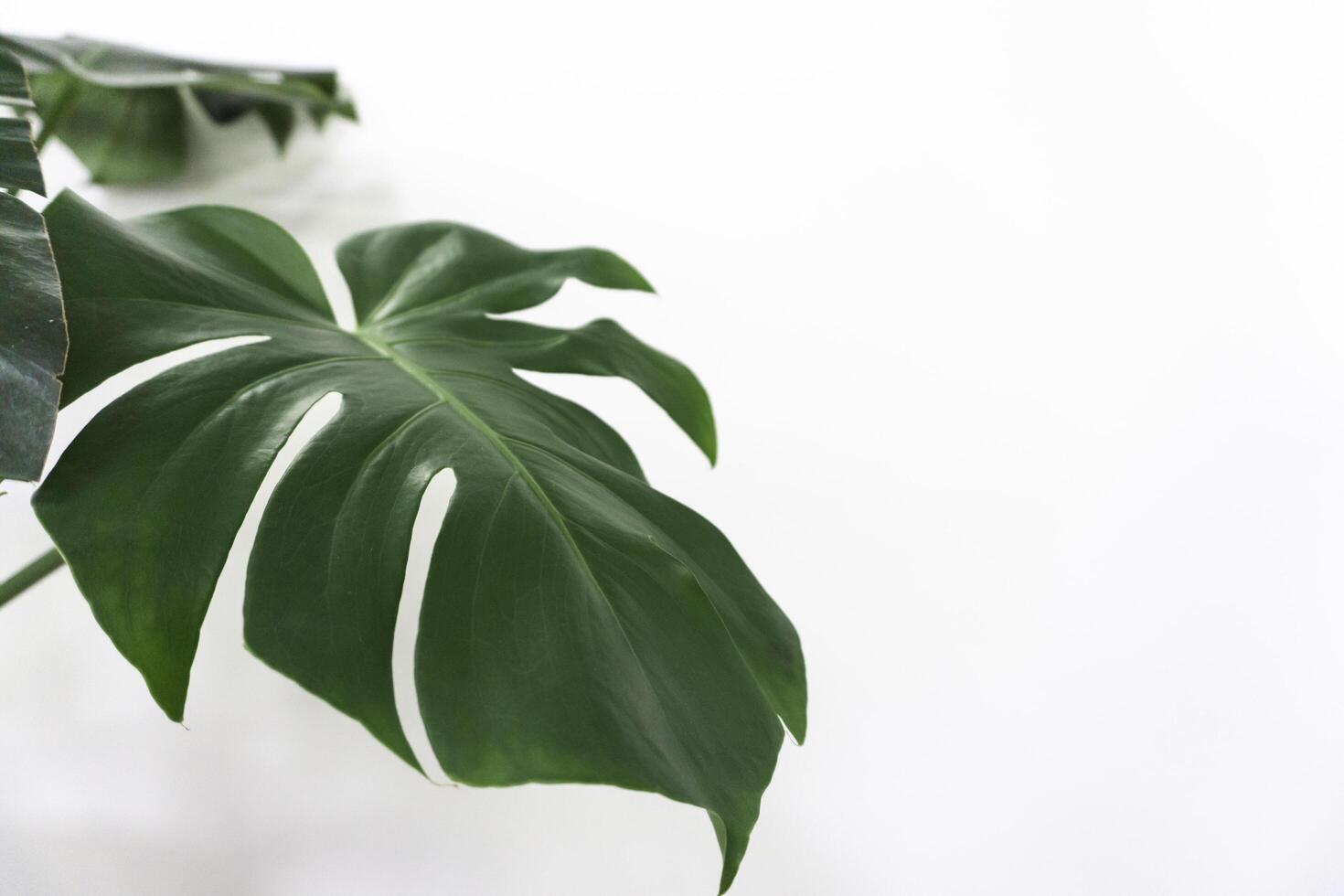 Close up leaf of monstera plant in vase on table at home photo