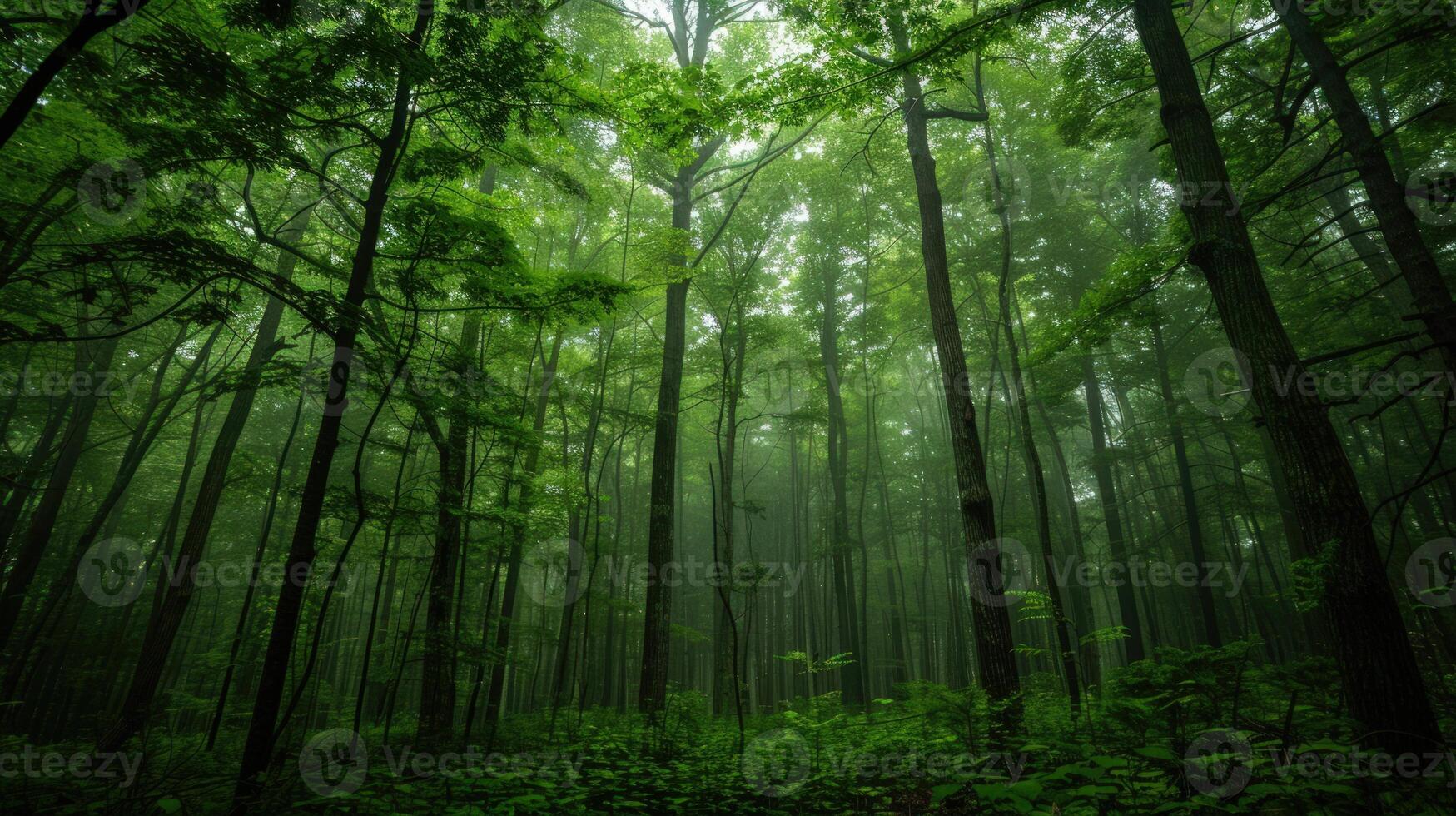 Misty Forest in Verdant Hues photo