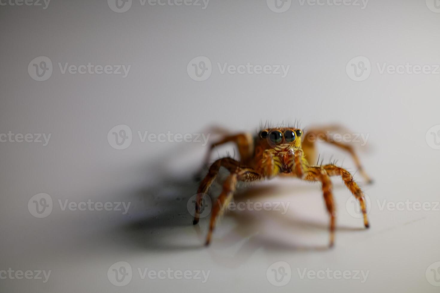jumping spider close up detail with macro shot photo