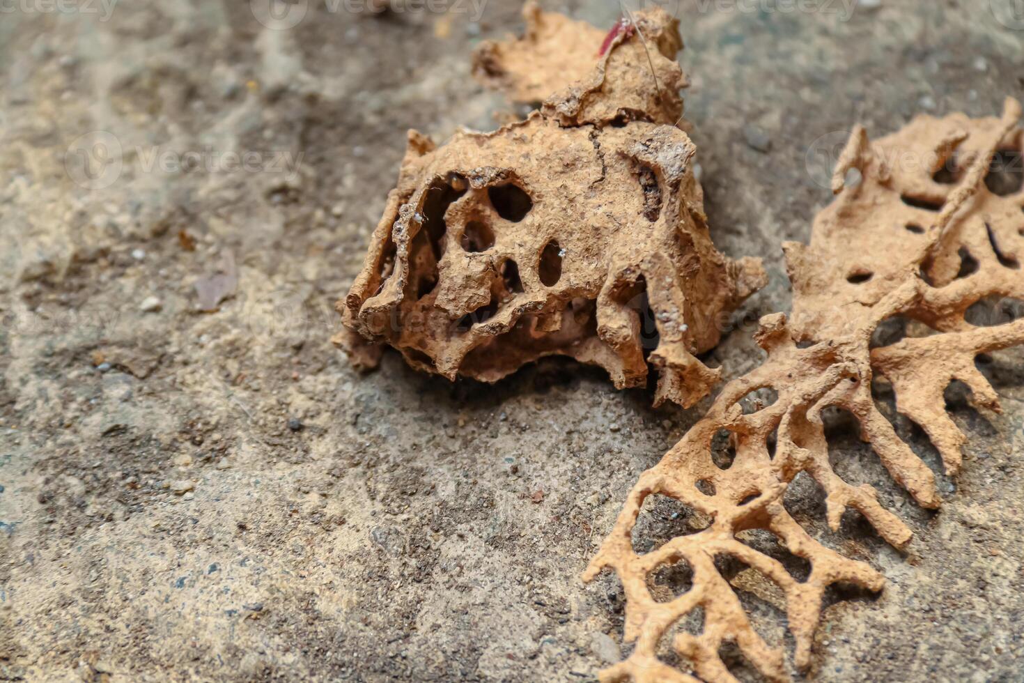 termite nests that fall to the ground photo