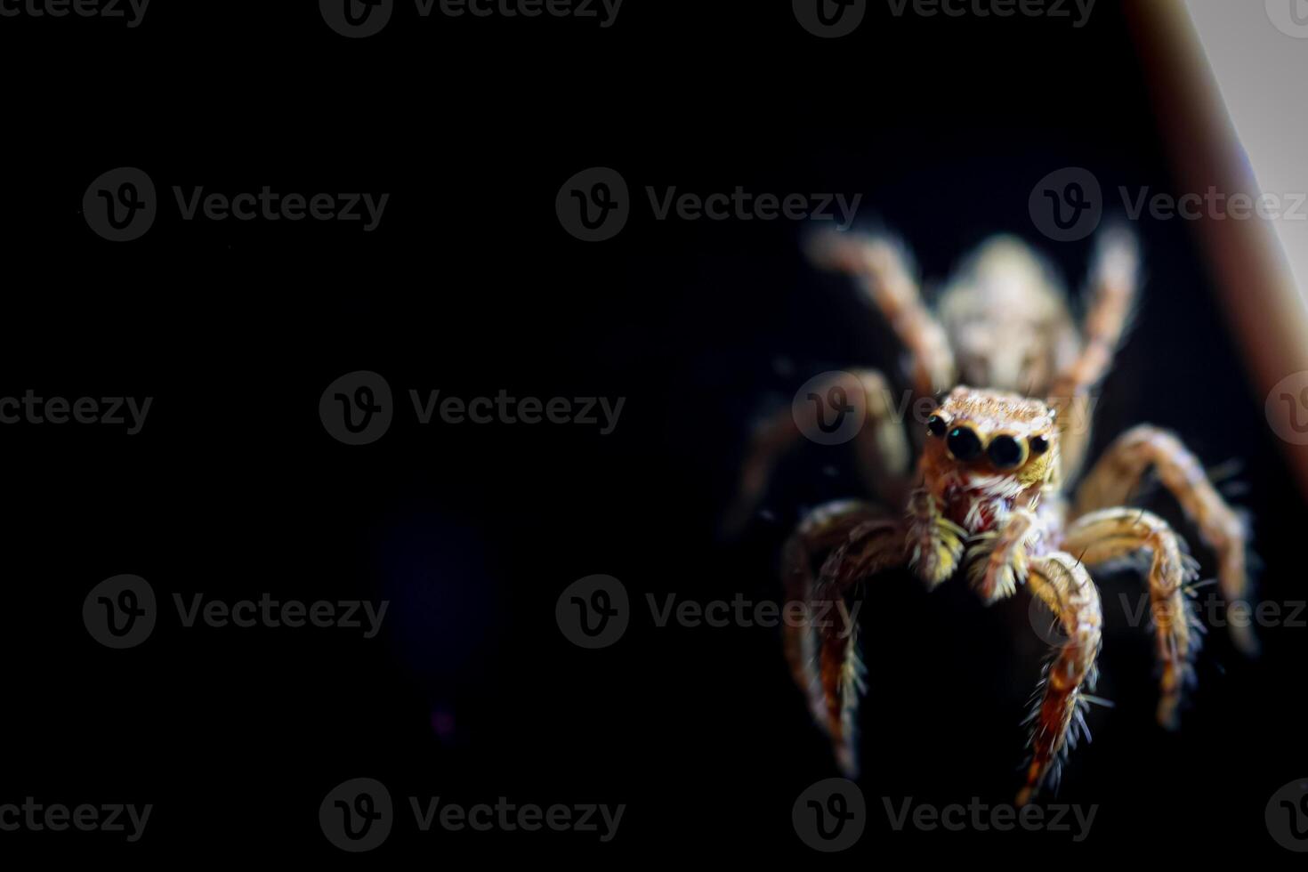 jumping spider close up detail with macro shot photo