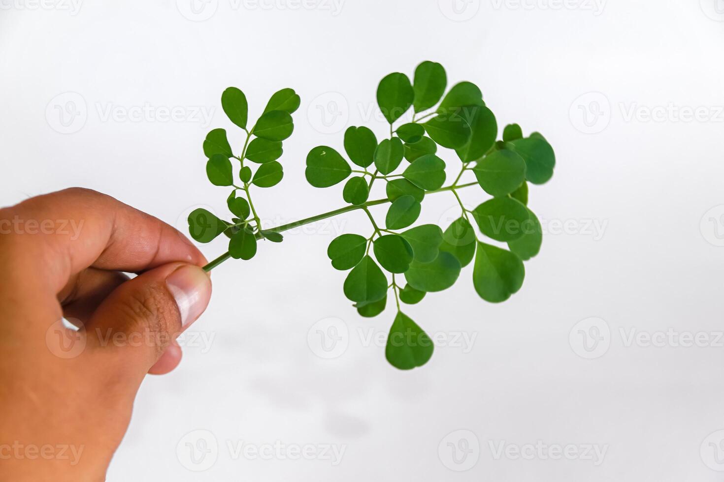 hand holding moringa leaf isolated on white background, Moringa leaf herbal plant photo
