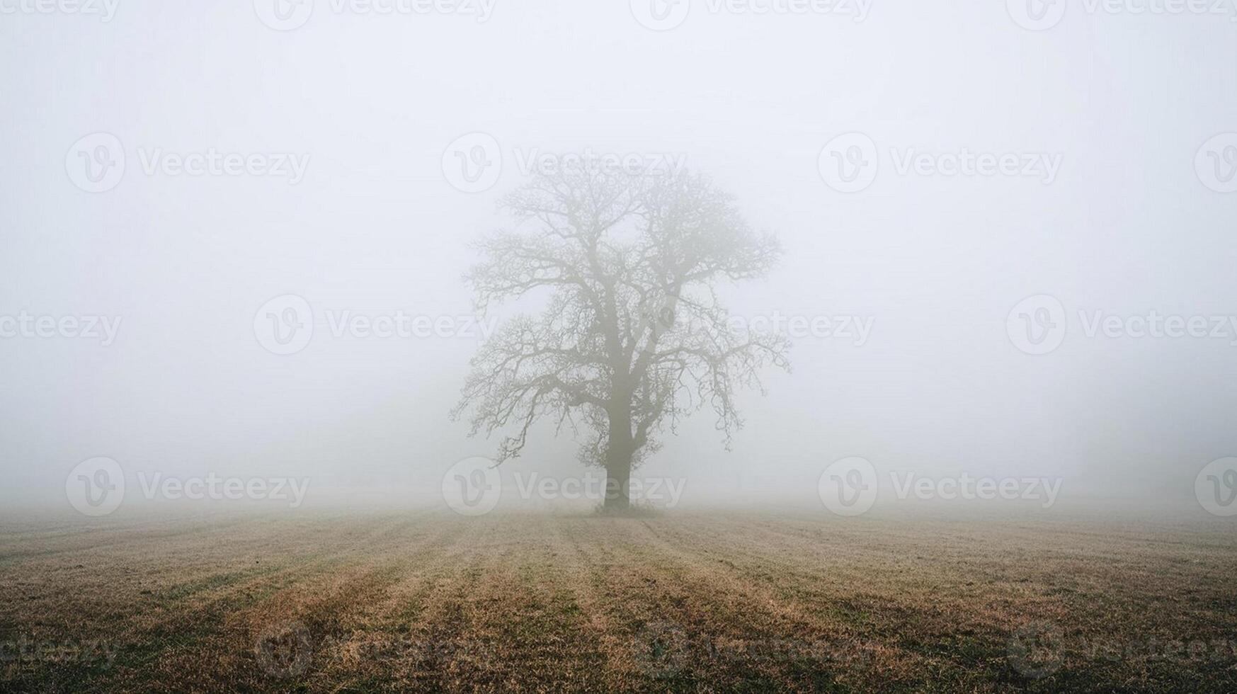 Foggy Field with a Lonely Tree photo