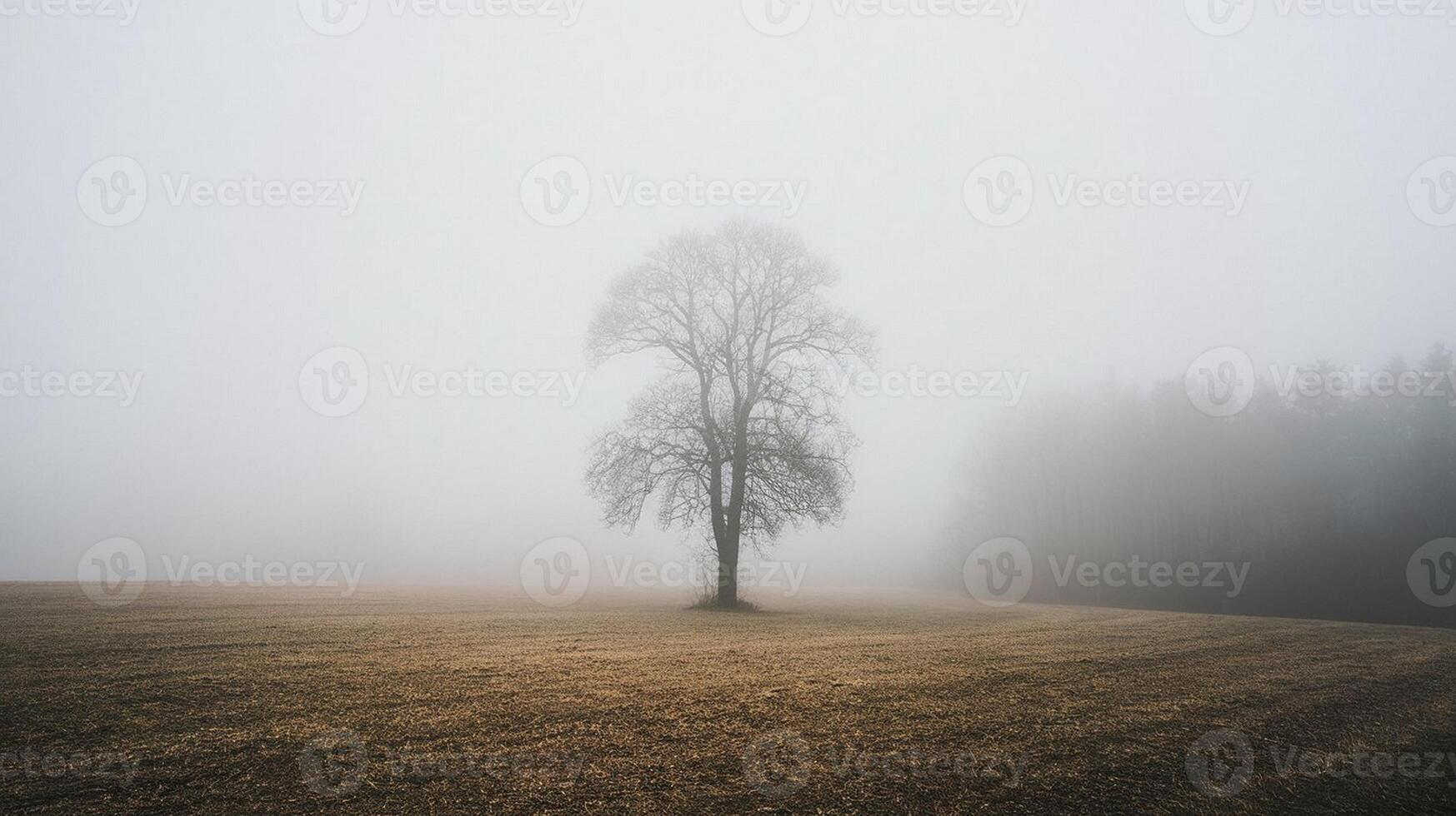 Foggy Field with a Lonely Tree photo