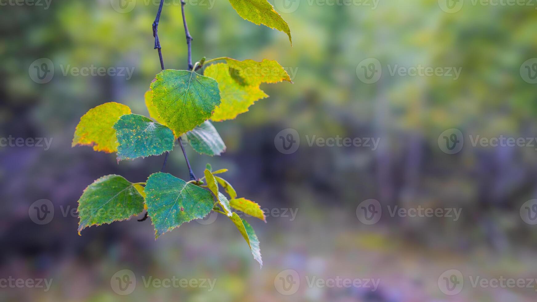 Closeup of green and yellow birch leaves changing color in autumn, fall foliage detail photo