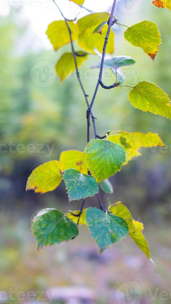 Closeup of green and yellow birch leaves changing color in autumn, fall foliage detail photo