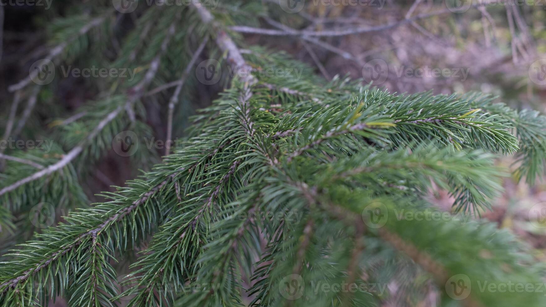 Closeup of pine tree branches with sharp needles, coniferous forest detail, evergreen foliage texture photo