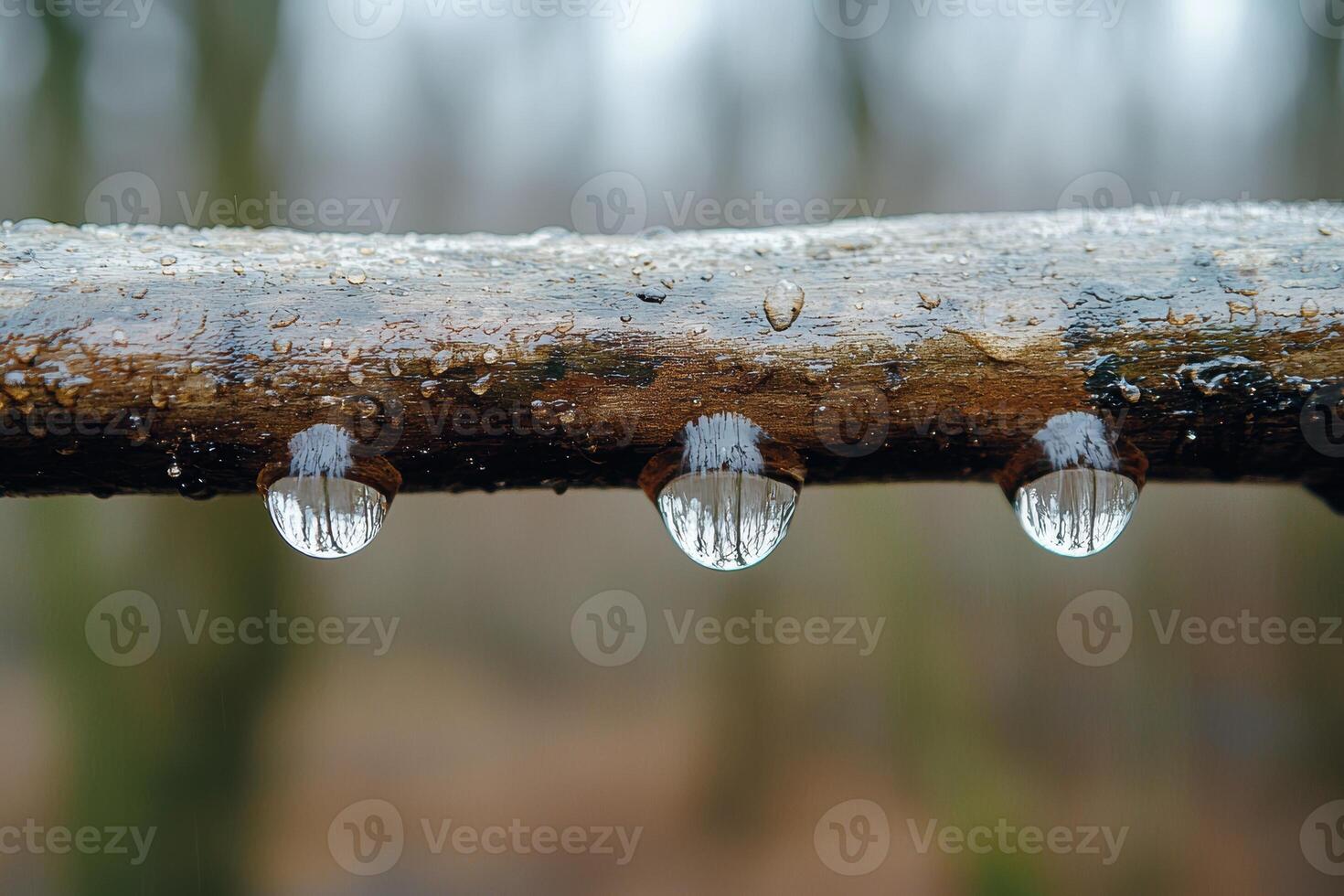 Raindrops on a wooden branch. . photo