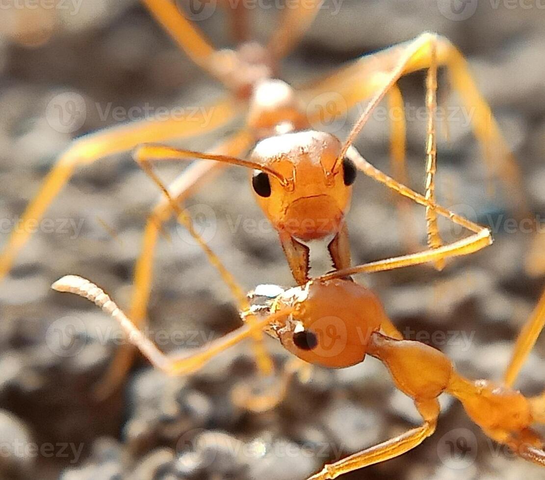 weaver ant insects photo