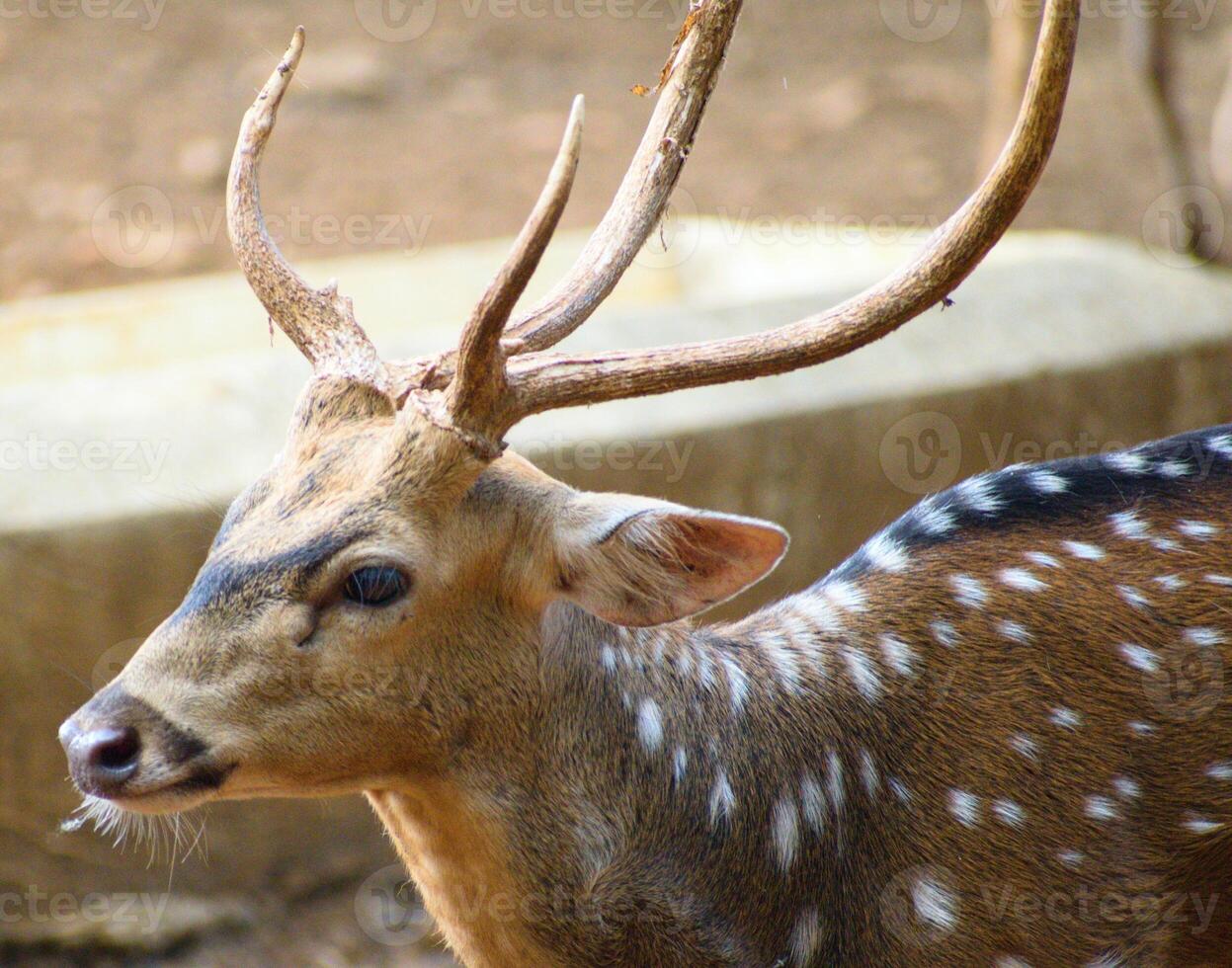 close up photo of deer