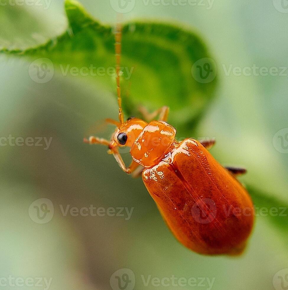 macro photo of beetle