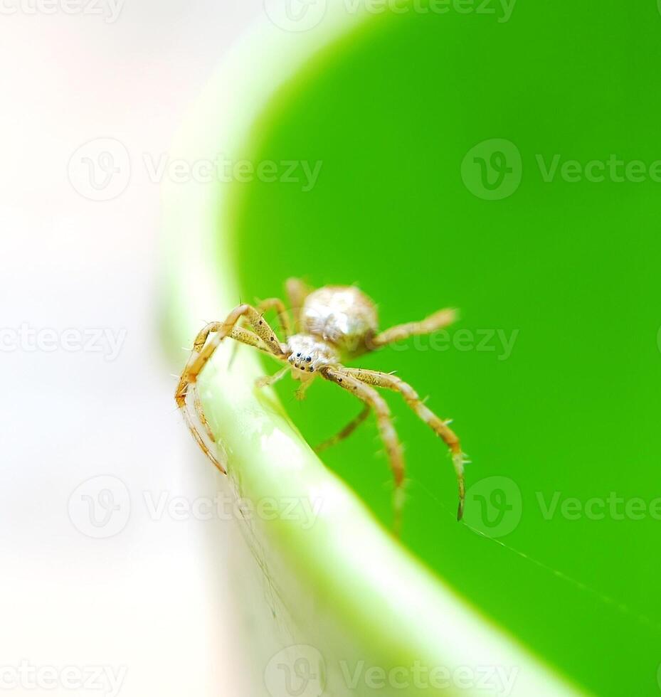 spider macro on the wall photo