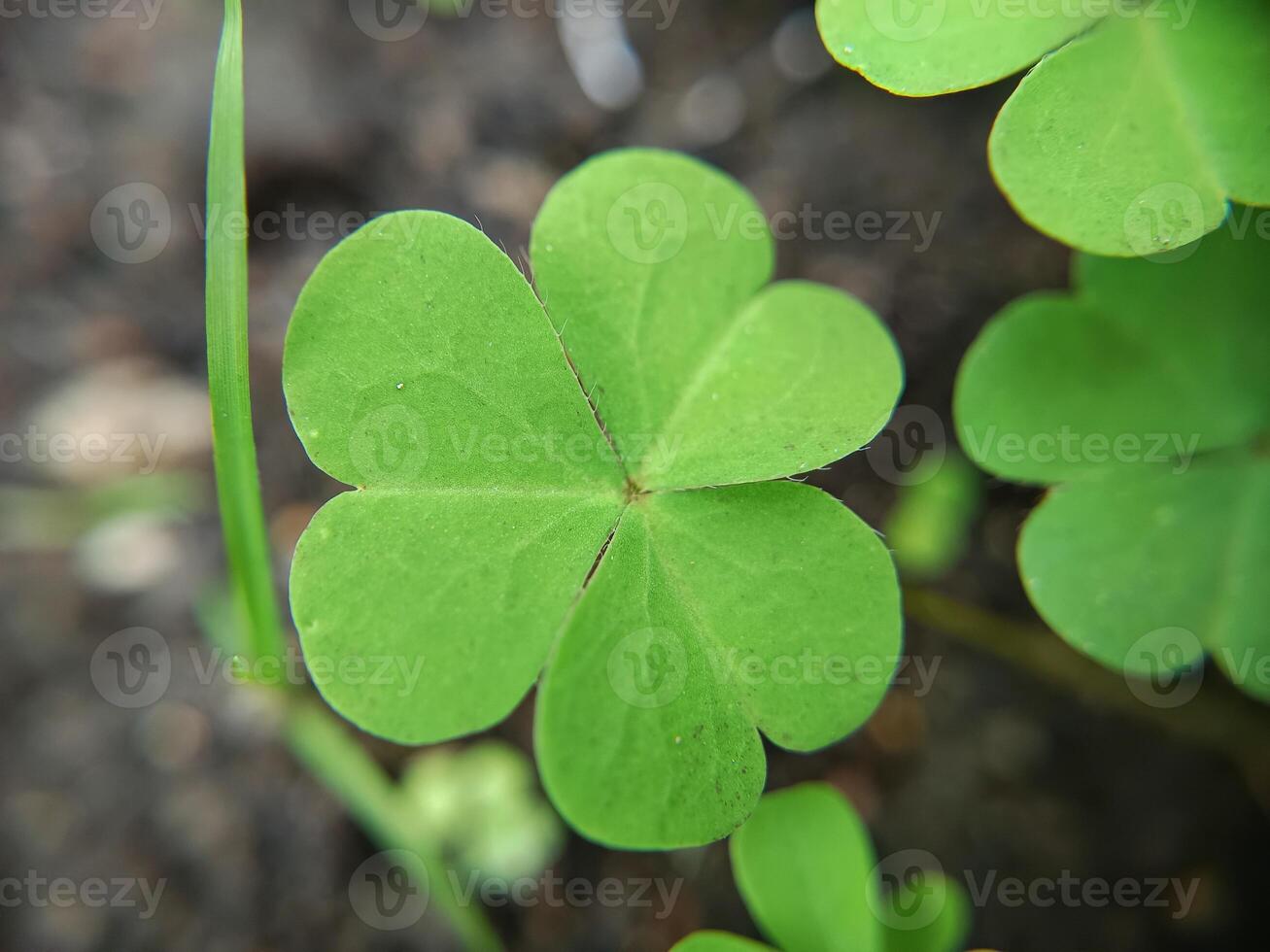 macro photo of clover leaf plant