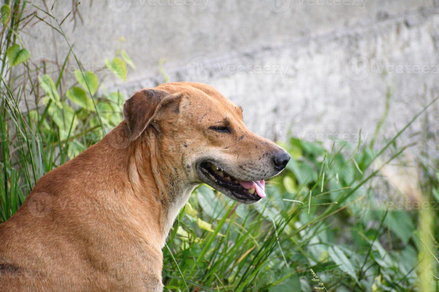 close up photo of dog