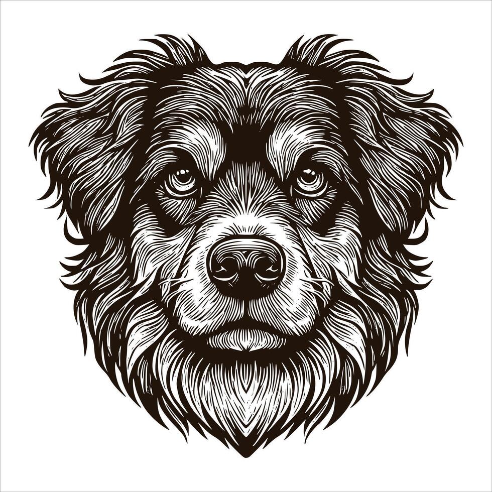 Australian shepherd dog head in a black and white drawing vector