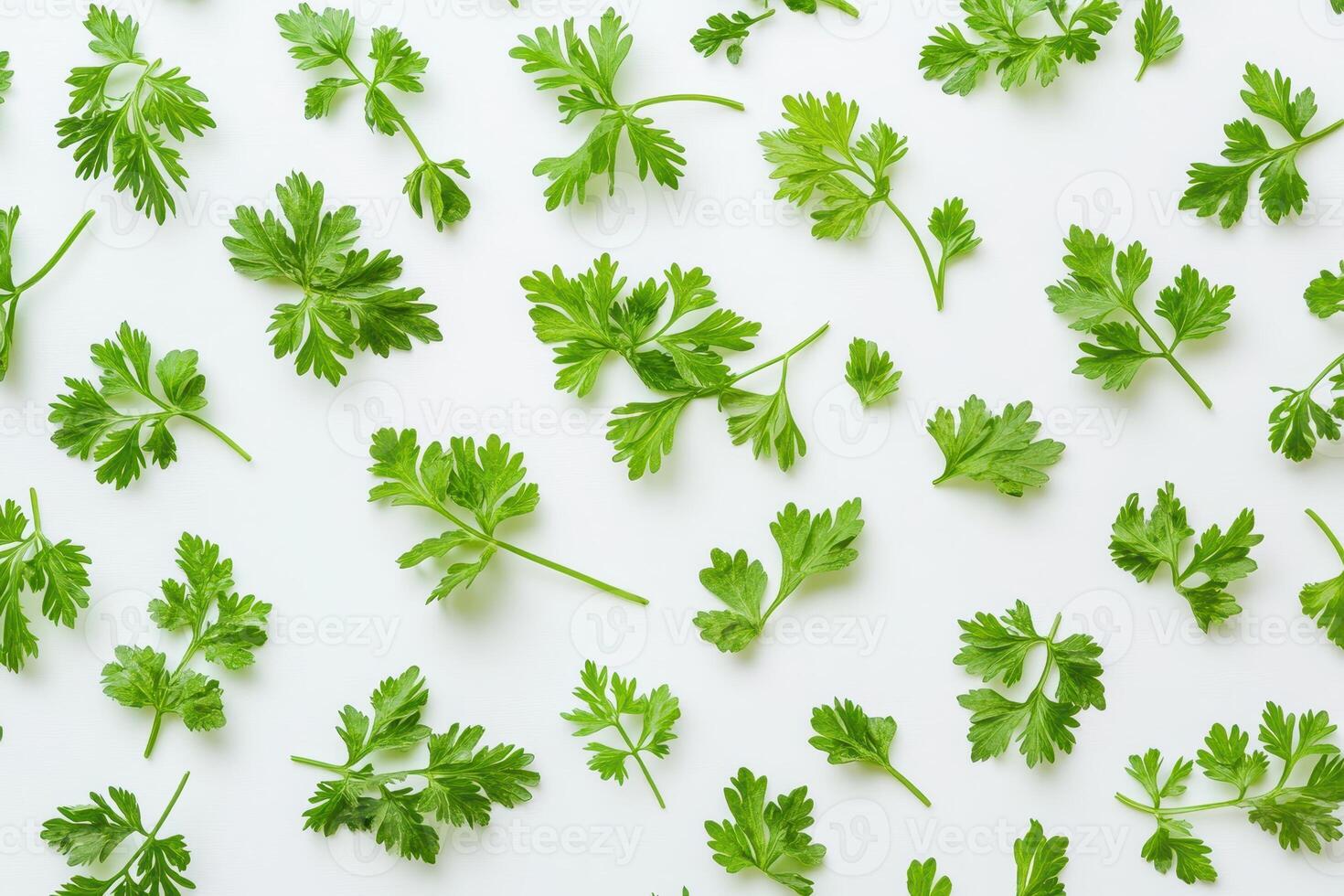 Fresh cilantro leaves arranged on a white background for culinary use. photo