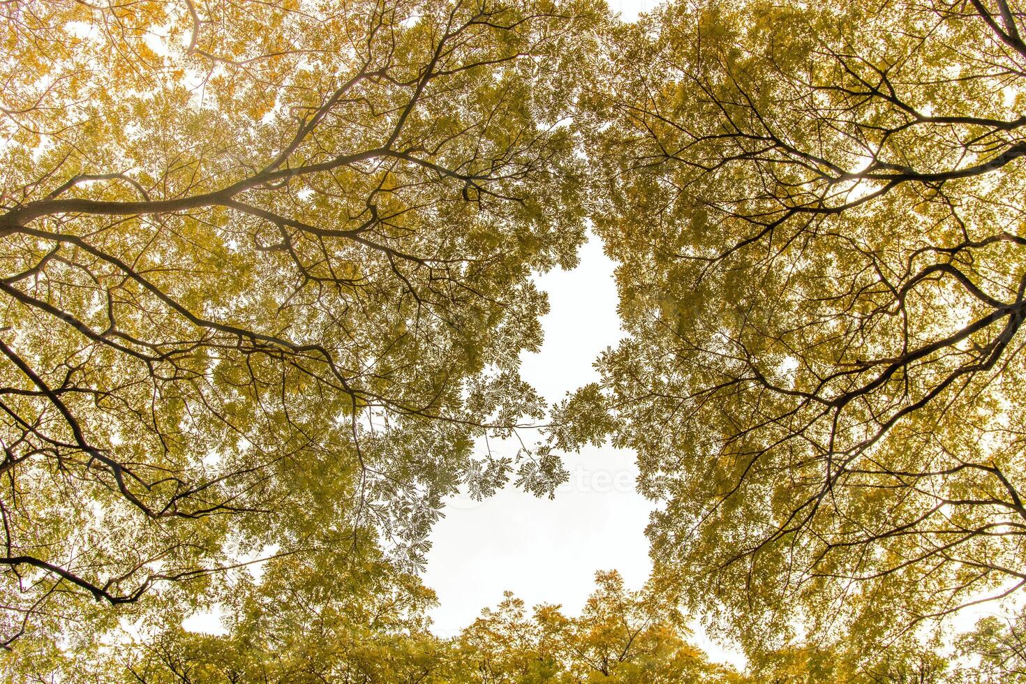 yellow trees from low angle. trees with yellow leaves, yellow sky and sun light. photo