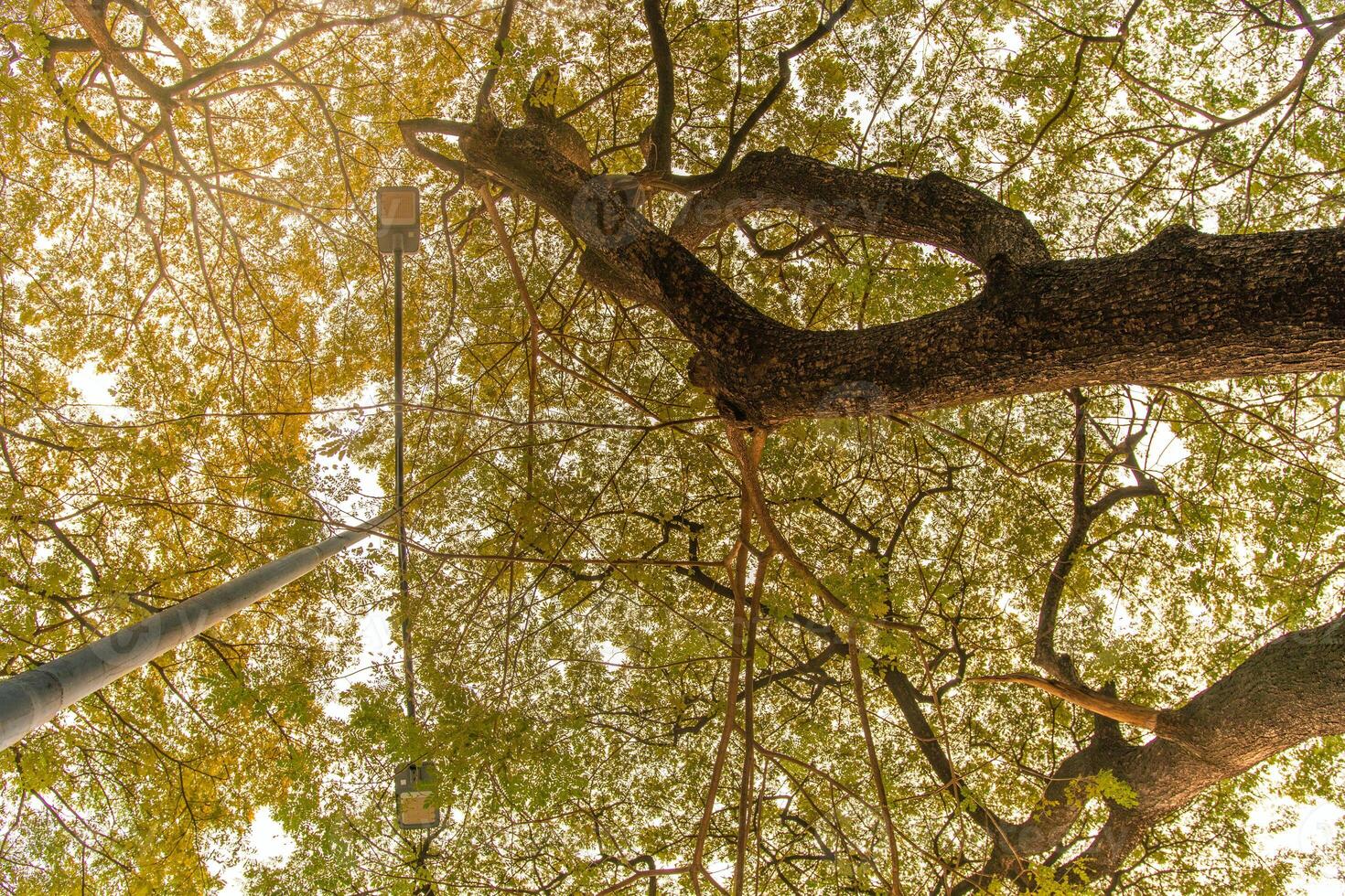 Low angle shot of lights under shady yellow trees. tall leafy trees towering with two beams of night lights. trees that grow in summer for cool shade under the sun. photo
