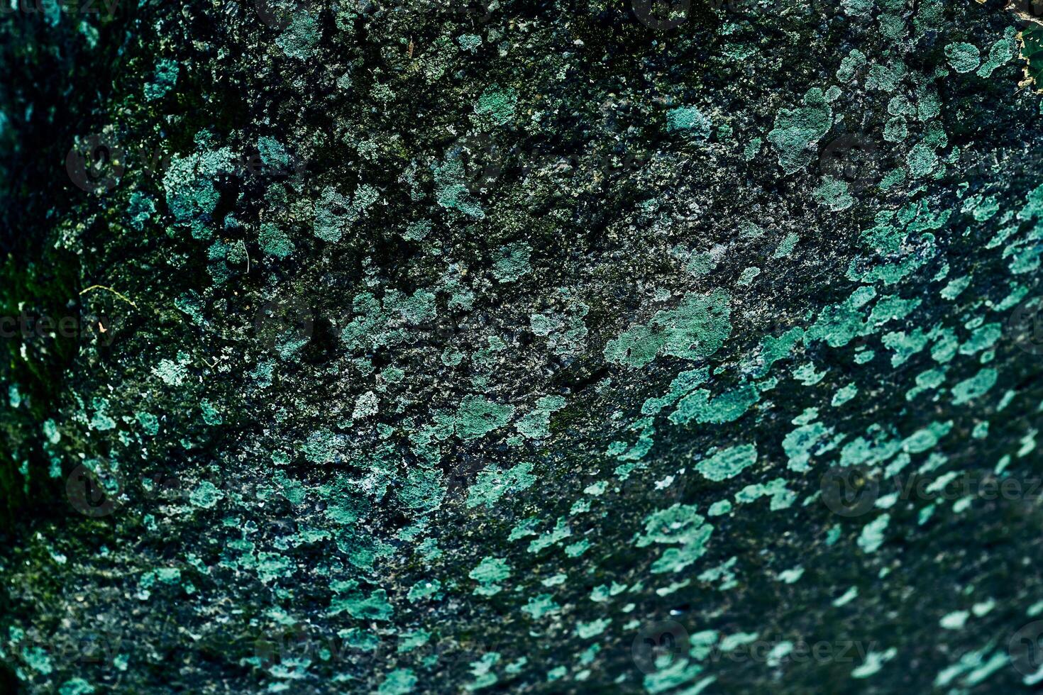 Dark emerald green mossy flying surface photo
