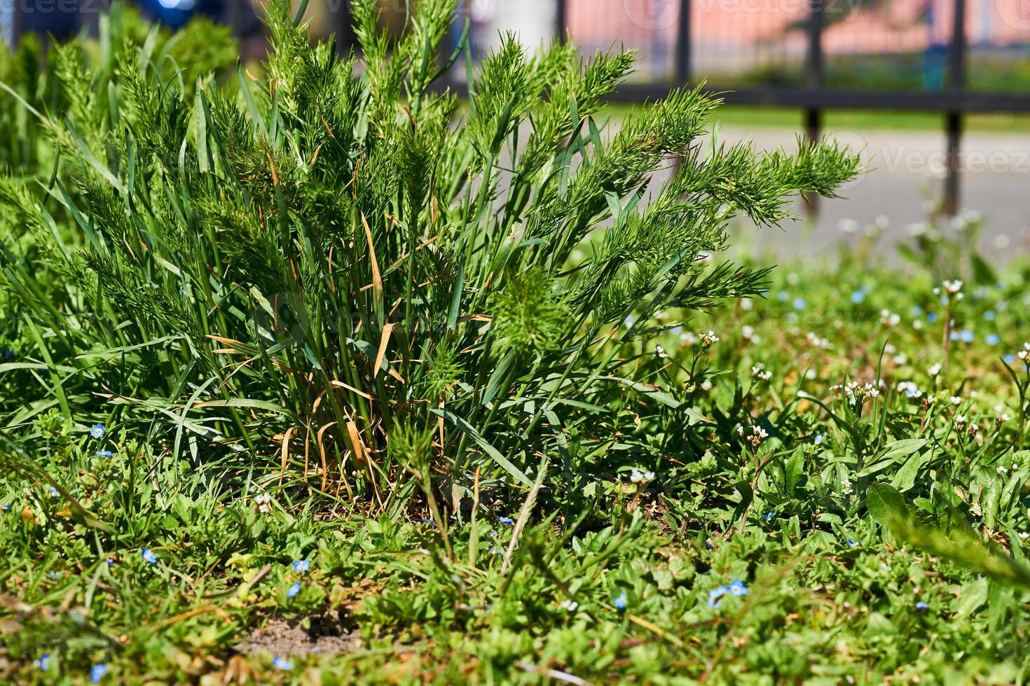 Green bush of landscape grass near iron fence photo