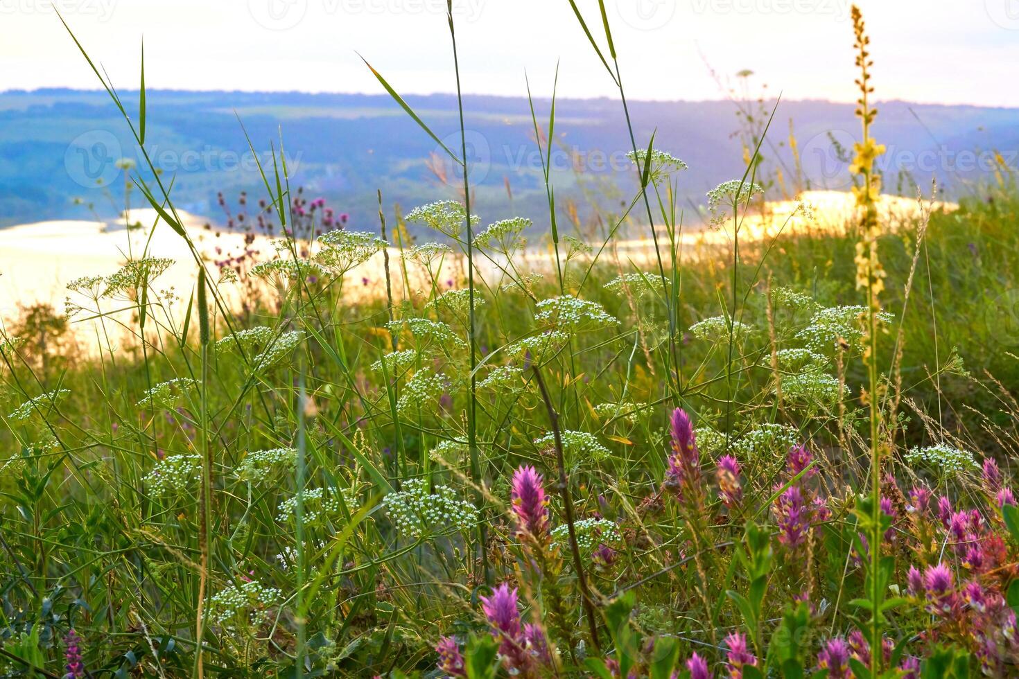 Wild flowers grass on an evening hill near the river at sunset photo