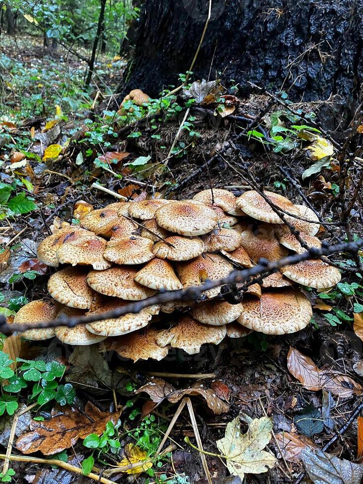 Autumn mushrooms growing on a tree trunk photo