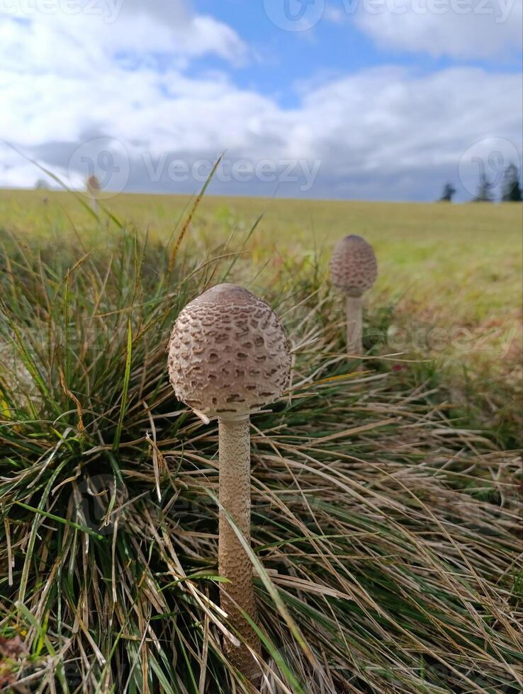 Champignon mushroom in a forest clearing. Wild forest mushrooms photo