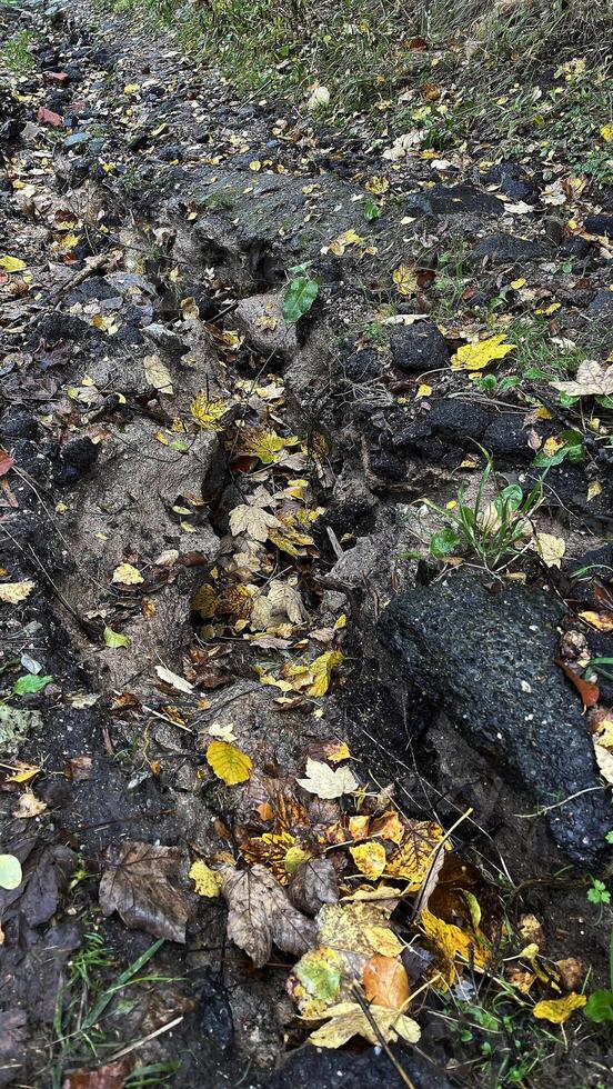 Soil erosion on a mountain path after heavy rains in Autumn. photo