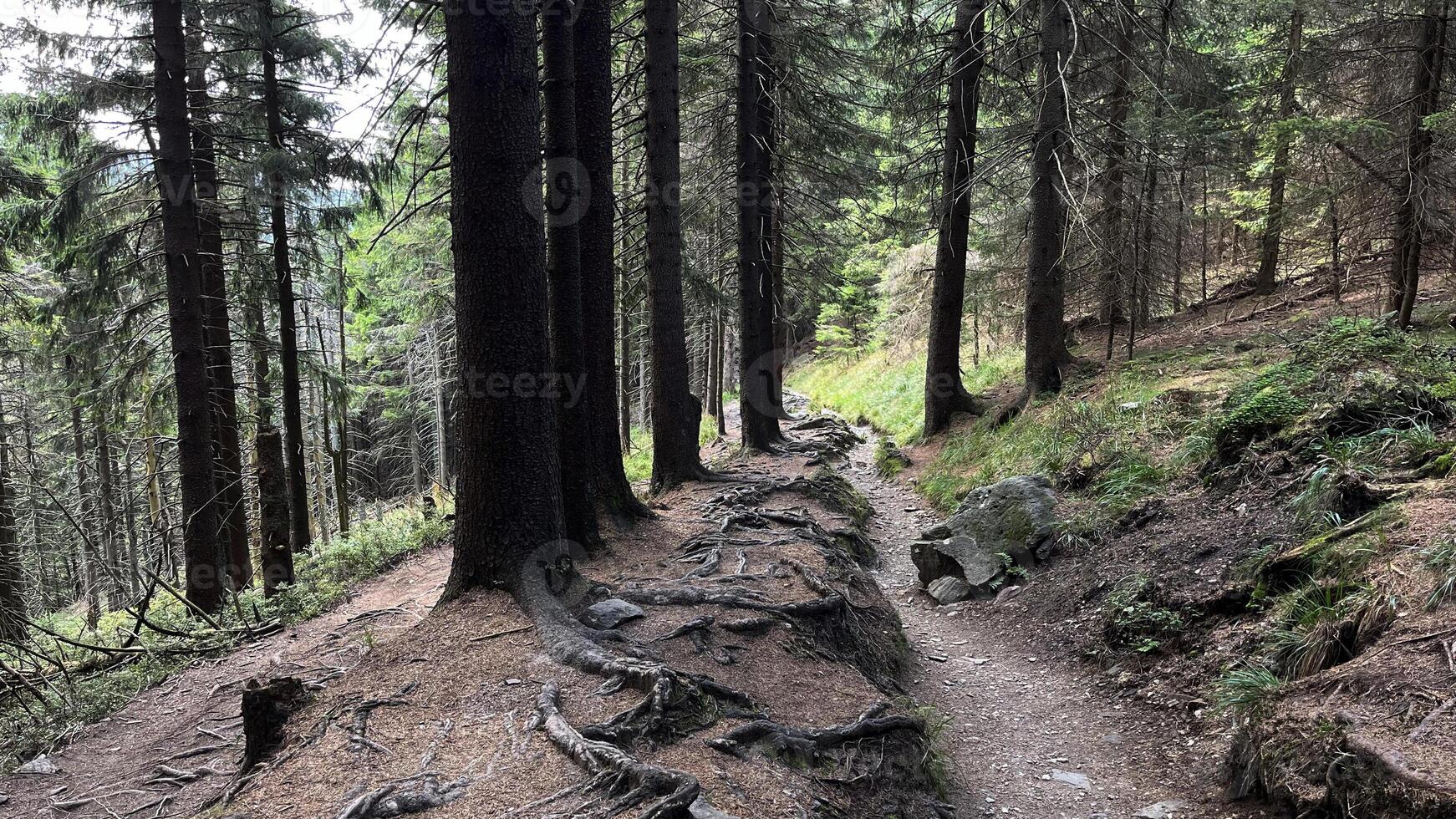 Hiking trail in the mountains of Poland goes through a pine forest. Eastern Sudetes Mountains photo