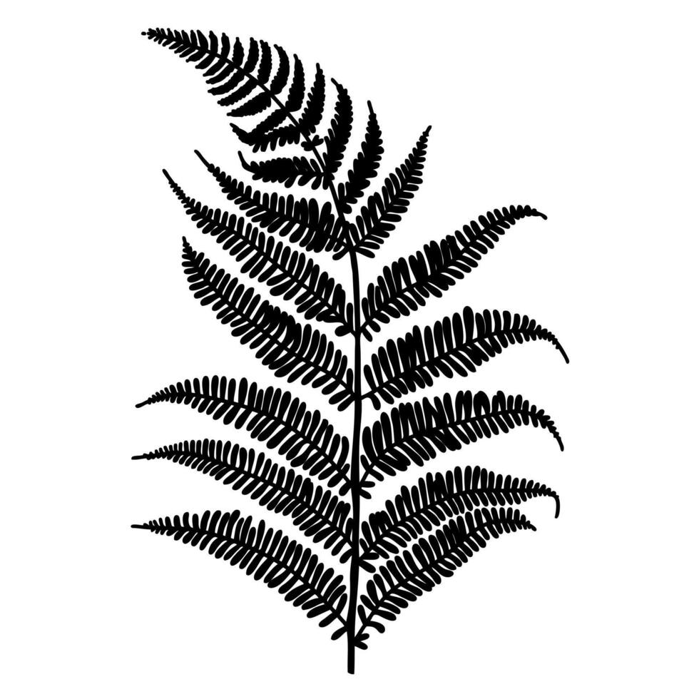 Detailed digital drawing of a black silhouette of a fern leaf on a white background. Ideal for use in botanical illustrations, home decor, branding, and nature-themed designs. vector