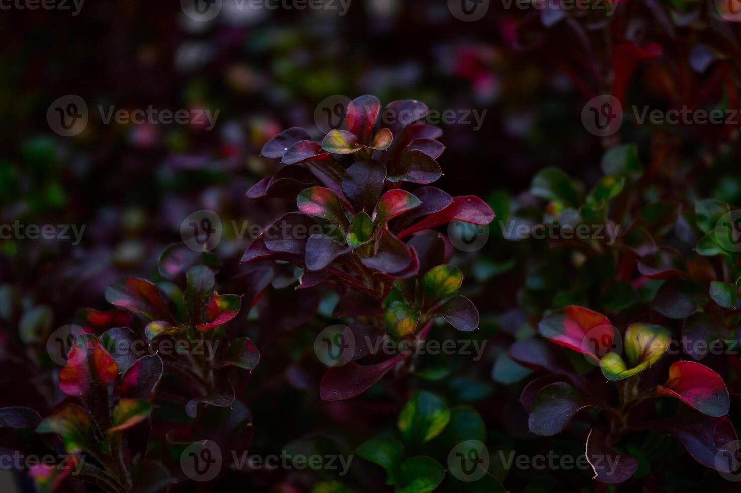 An ornamental plant with a deep red color. Blurred background. Selective focus. photo