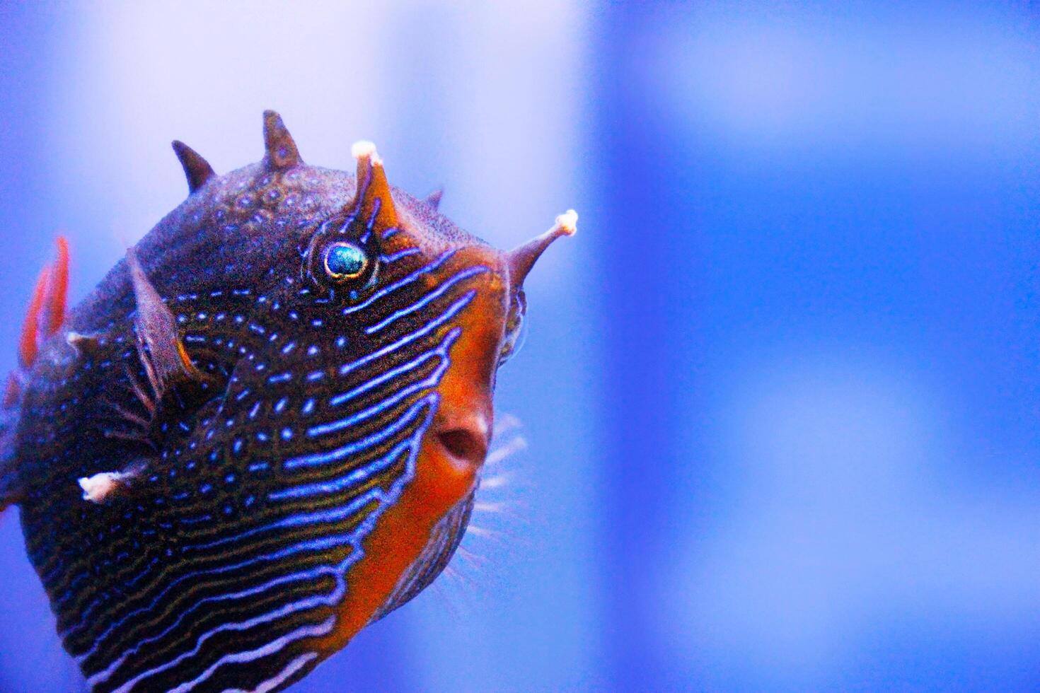 Macro shot of a unique fish species with intricate blue patterns and spiny features, set against a blue background. photo