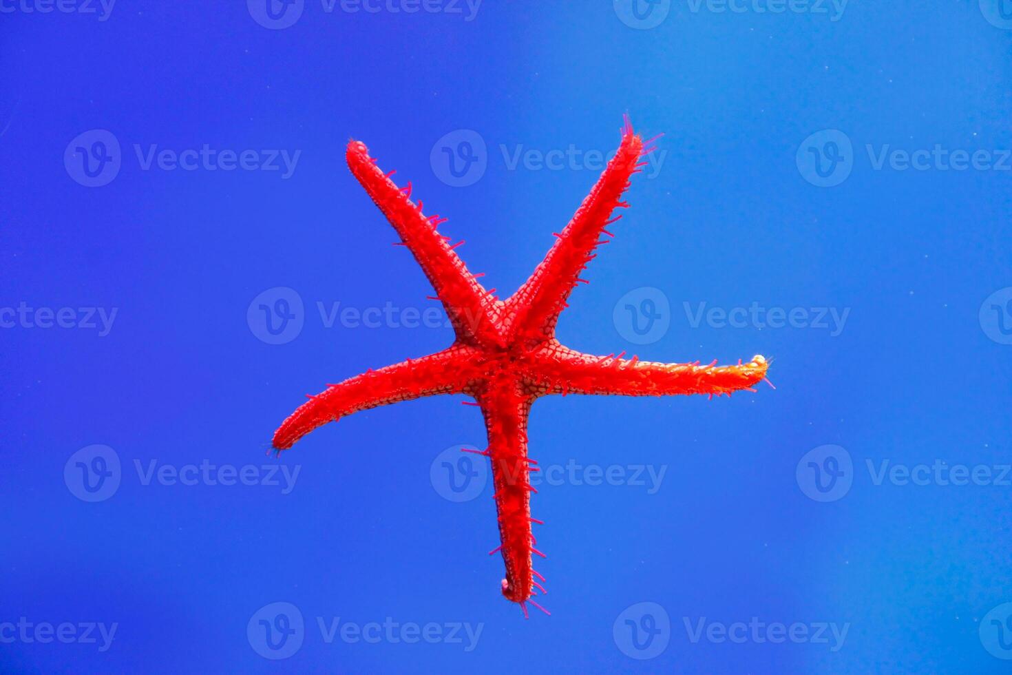 Bright red starfish suspended against a deep blue aquarium backdrop. The vivid contrast of colors highlights the unique structure and texture of the starfish's body photo
