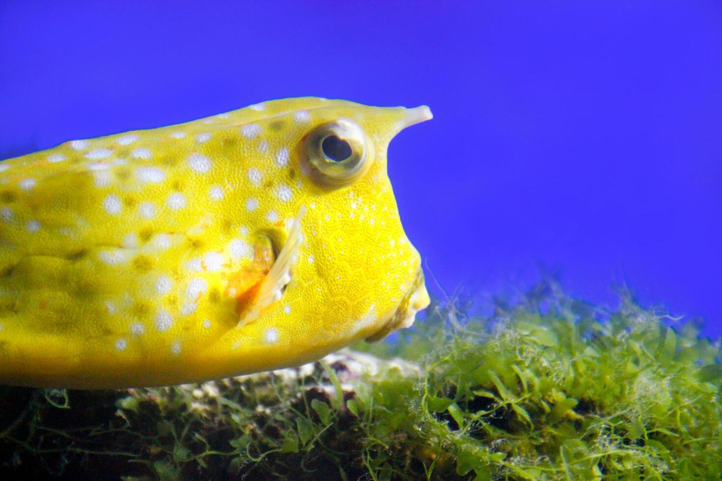 vibrant yellow boxfish swimming near underwater vegetation against a clear blue background. A detailed look at the unique texture and features of the fish photo