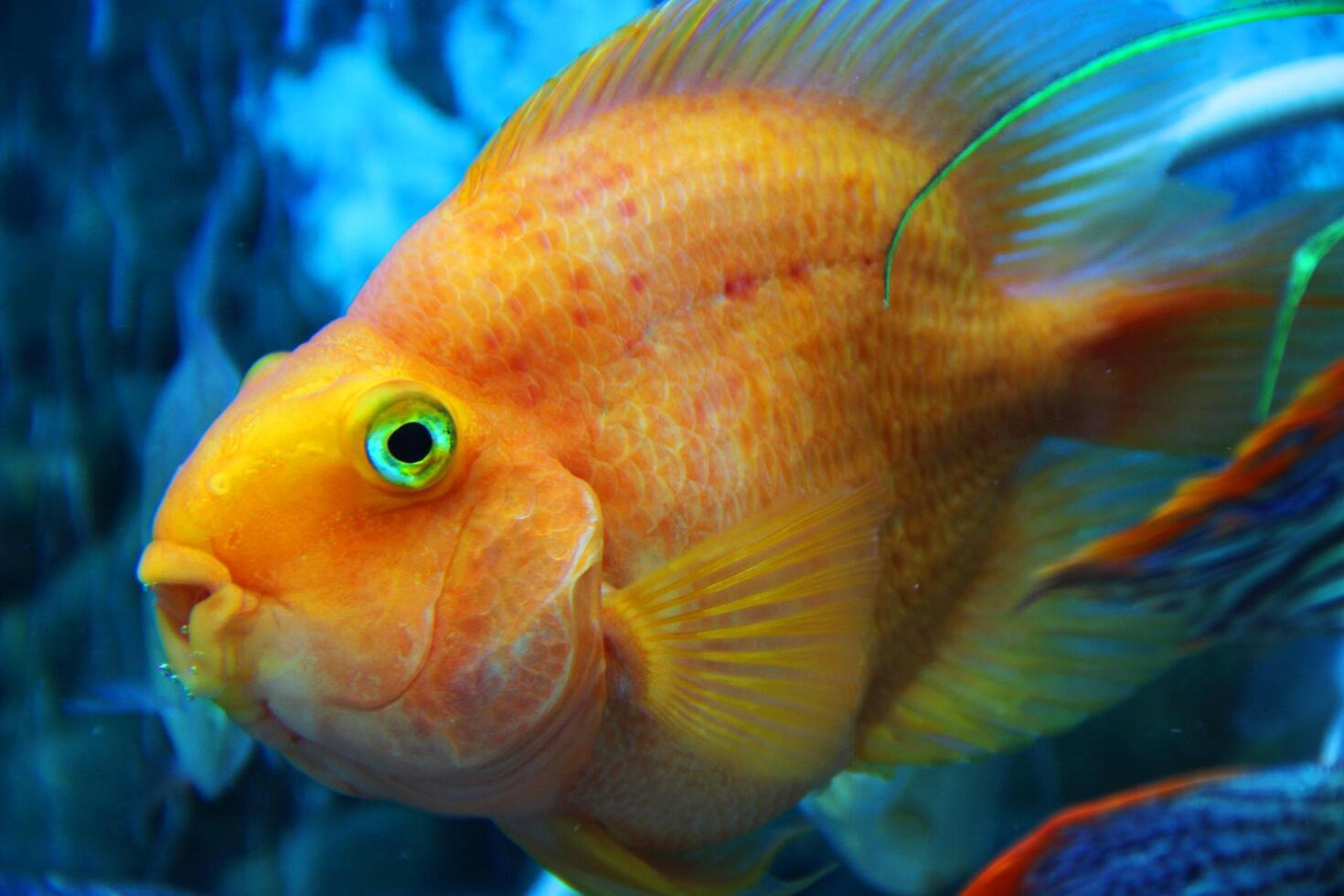 Vibrant close-up view of an orange parrot cichlid swimming in an aquarium. The bright scales, detailed fins, and unique facial features of the fish are clearly visible against the aquatic background photo