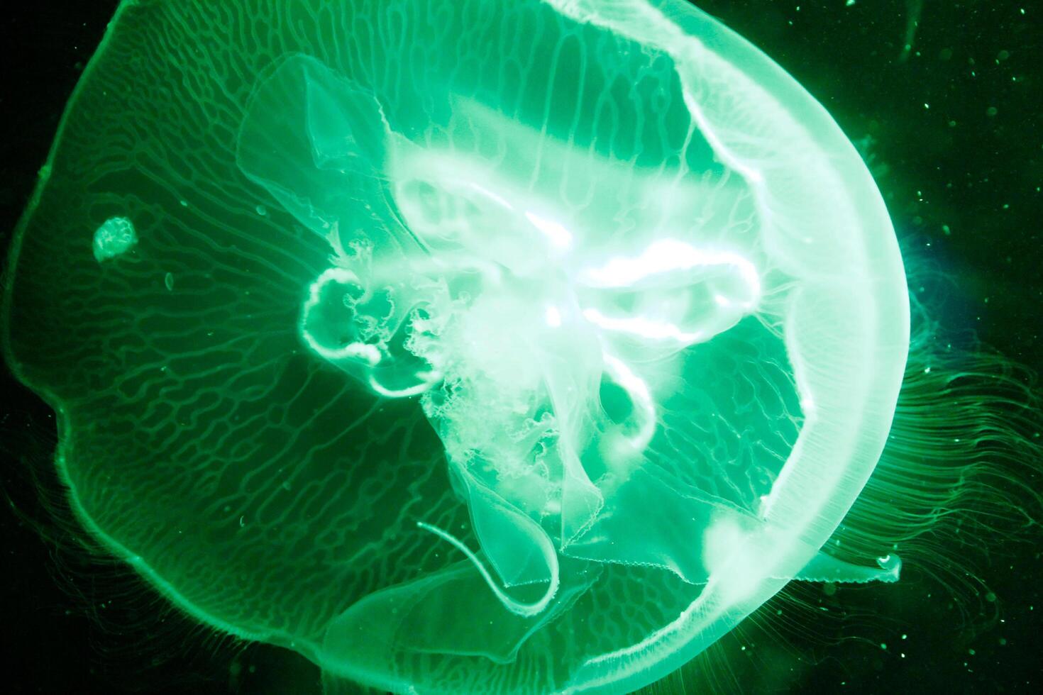 A close-up photograph of a transparent jellyfish floating in dark waters, showcasing its delicate and translucent structure photo