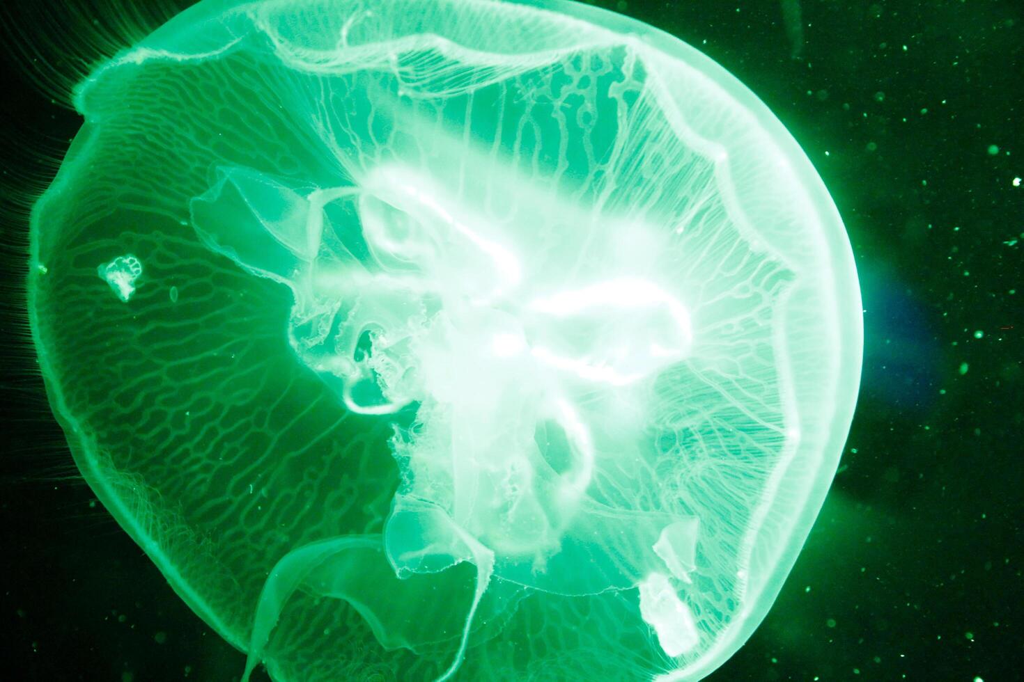 A close-up photograph of a transparent jellyfish floating in dark waters, showcasing its delicate and translucent structure photo