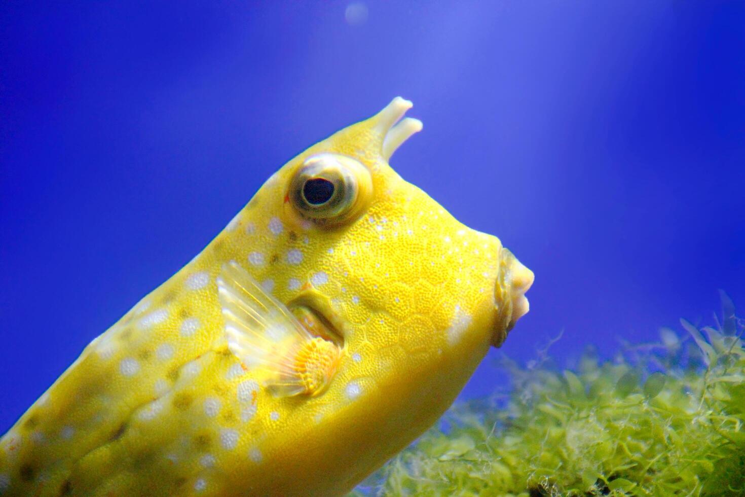 vibrant yellow boxfish swimming near underwater vegetation against a clear blue background. A detailed look at the unique texture and features of the fish photo